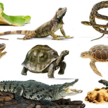 Reptiles